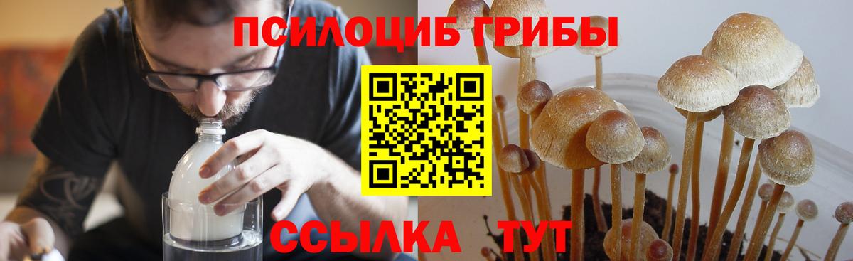 Псилоцибиновые грибы Psilocybe  Вход с VPN  Галлюциногенные грибы прущие грибы  Михайловск 
